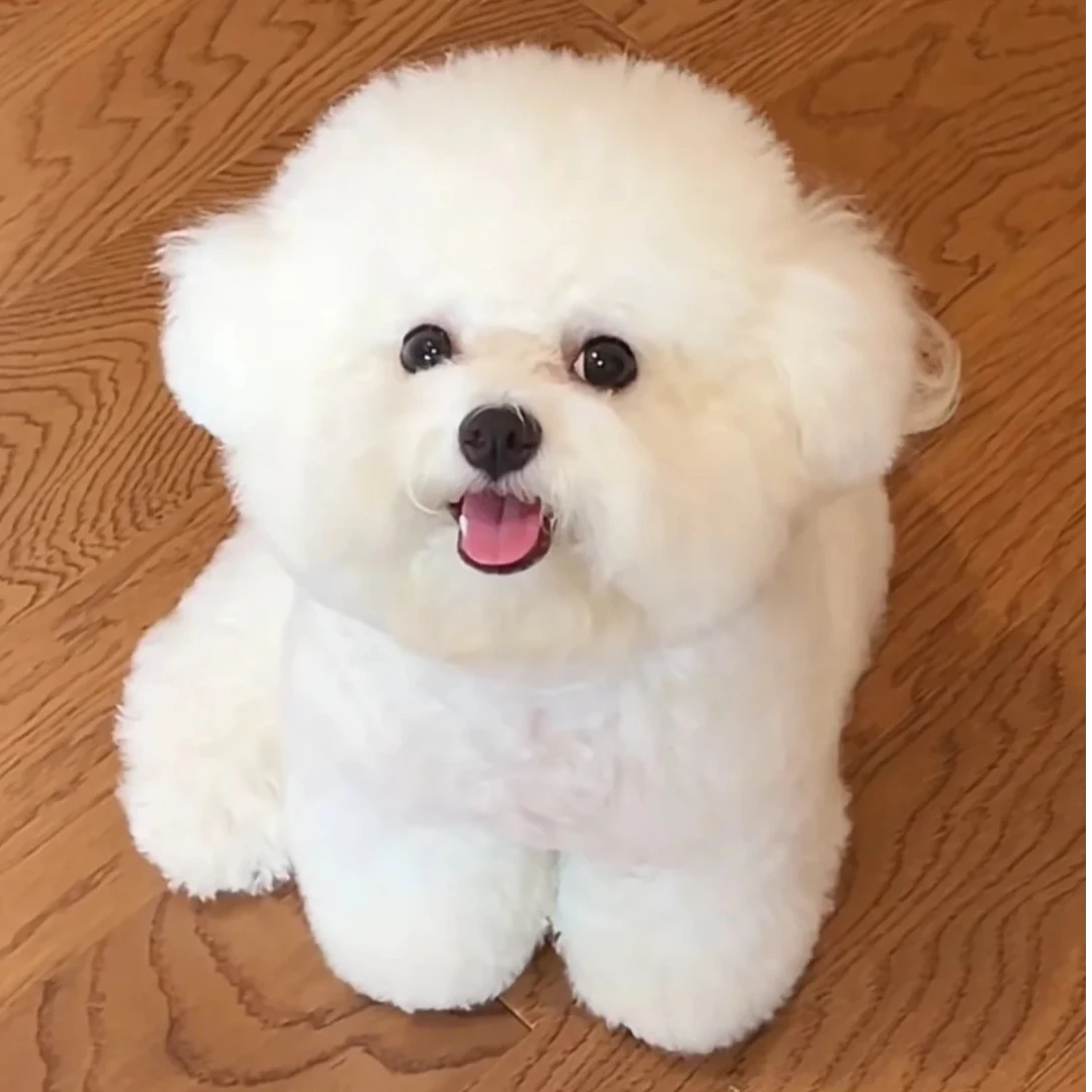 特价秒杀  福利狗狗