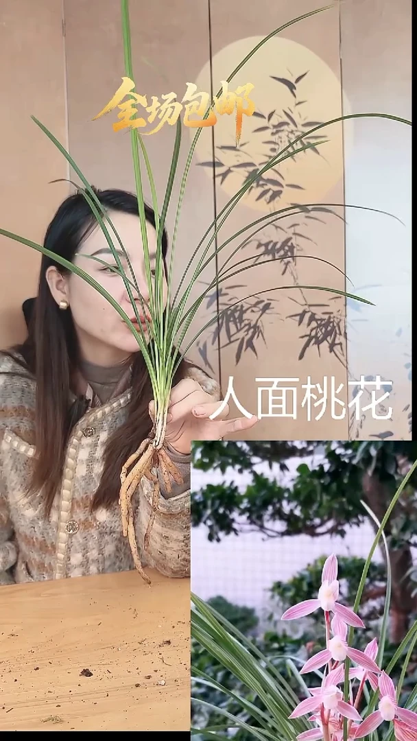 当前无花栽培后可以开花：人面桃花