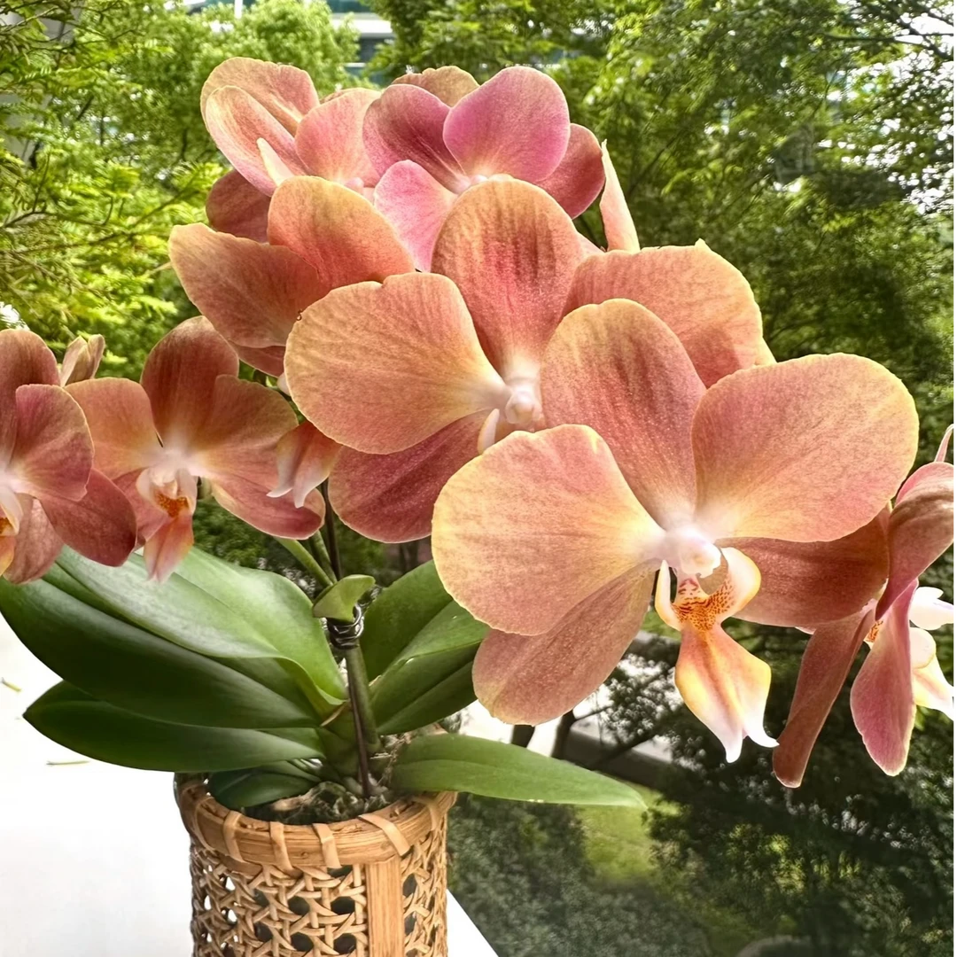 [摩纳哥蝴蝶兰]高端小众盆栽