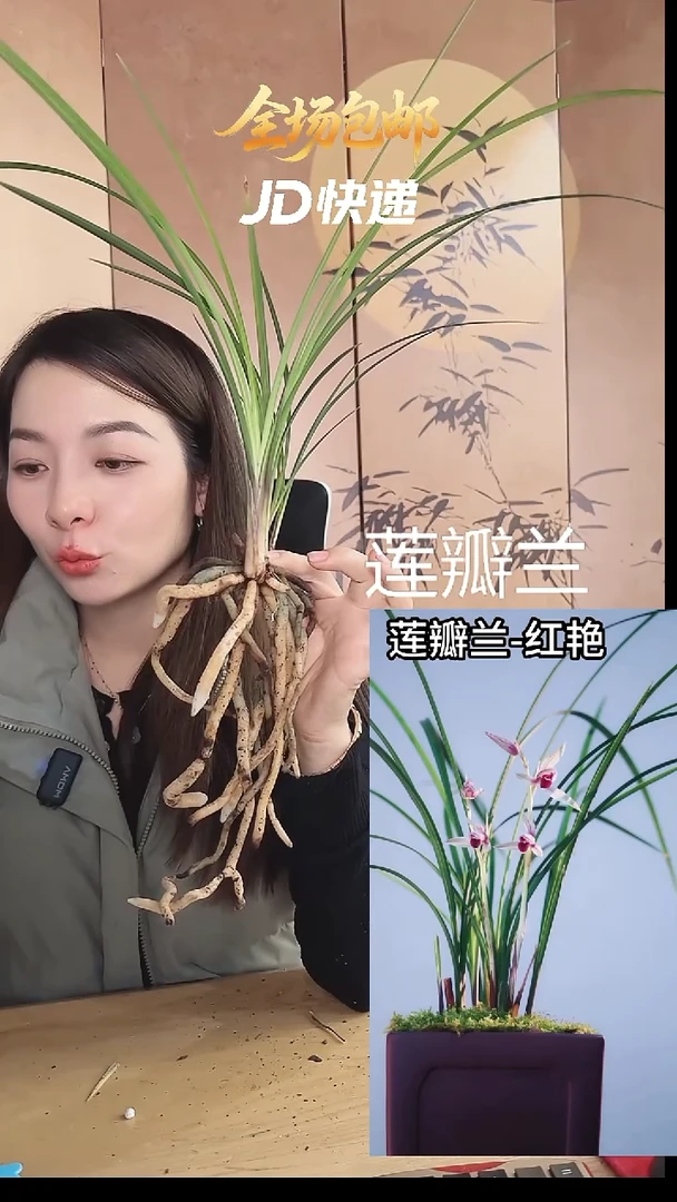 当前无花栽培后可以开花：红艳