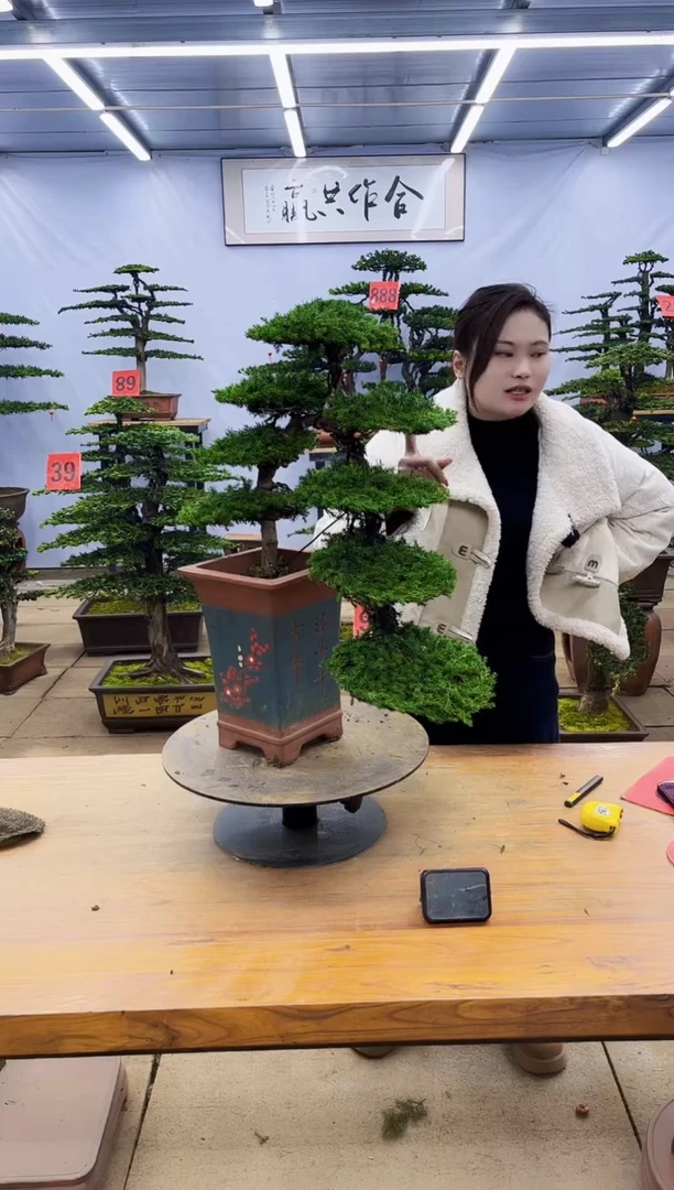 【闪购商品】高端盆景一物一拍，所见即所得