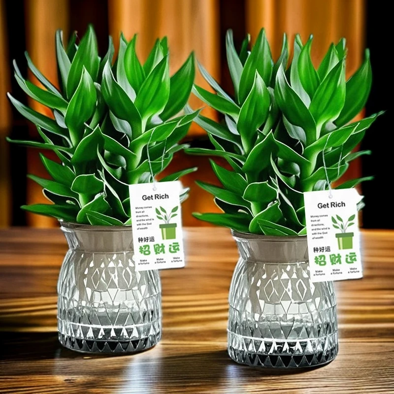 竹来运转观音竹水培植物办公室富贵竹客厅水蝴蝶绿植水培驱蚊竹柏