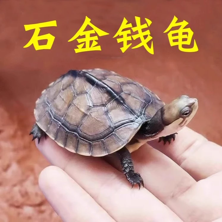 【店长挑选龟】南石金钱龟活体招财龟观赏情侣龟宠物龟新手小乌龟
