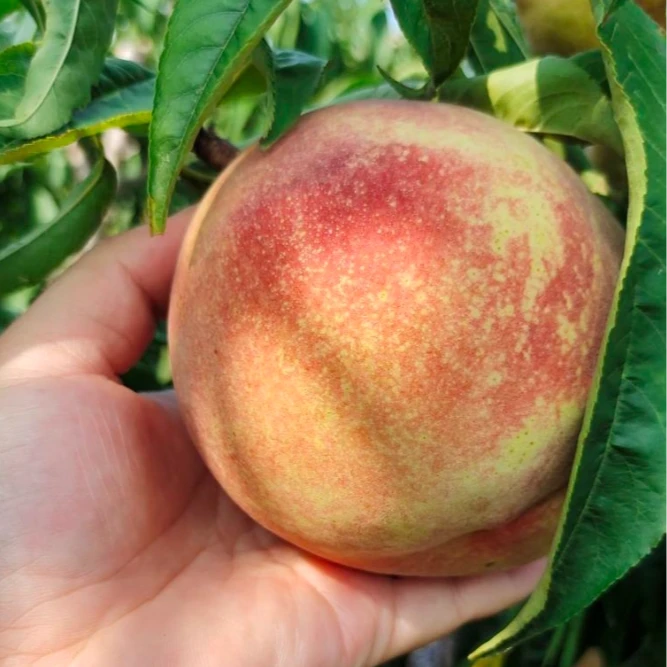 【韩大乐】秋香毛桃2斤江苏省