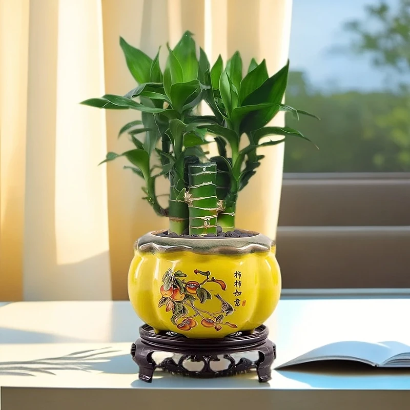 创意荷花竹盆栽柿柿如意步步高富贵竹荷花竹水培盆栽办公室内绿植