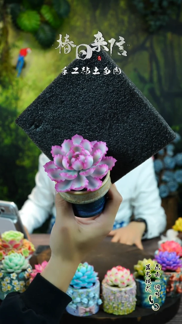 光变伯克利锦单朵