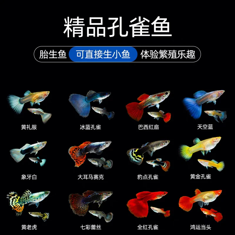 【单品福利】全品种3条单品福利孔雀鱼好养耐活