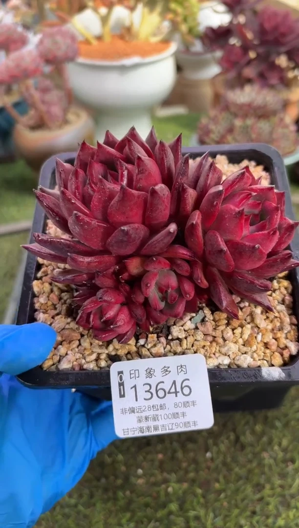 【闪购商品】13646