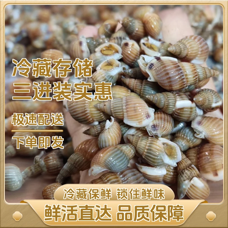 速冻大号海锥顺丰发货保鲜不保活