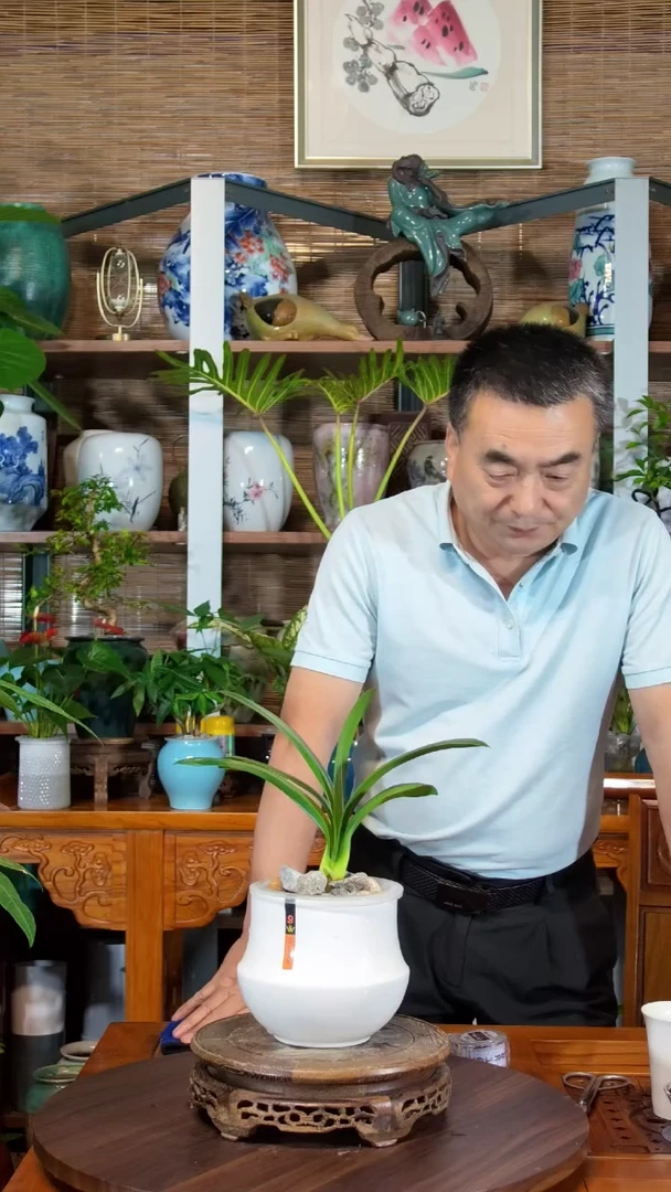 水之韵水培植物君子兰