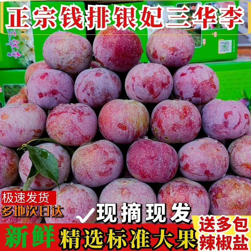 【包邮】正宗信宜钱排银妃三华李红心李南华李酸甜脆李孕妇水果当季