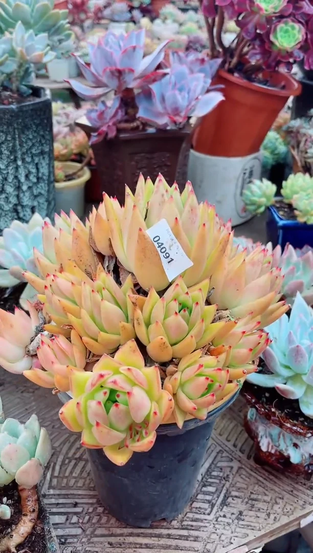 04091多肉植物一物一拍