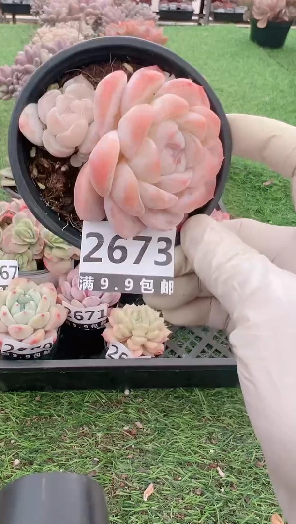 【闪购商品】信福多肉一物一拍