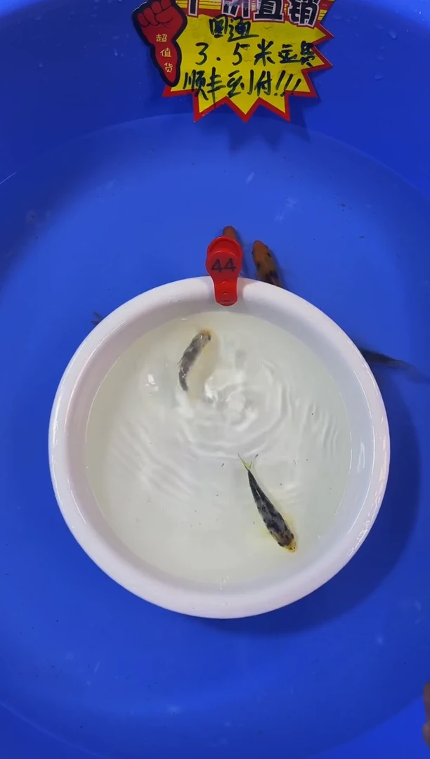 锦鲤活体二号链接