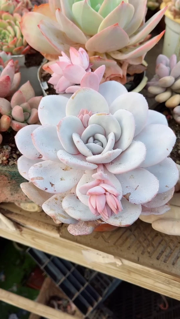 【闪购商品】10117