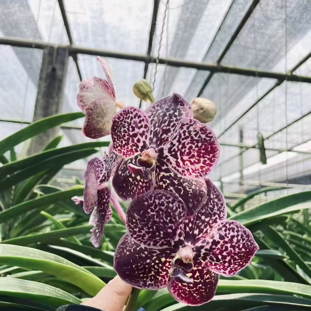 【南诏二级】泰国 棕戈登万代兰 Gordon Brown爆花量大花期长开花