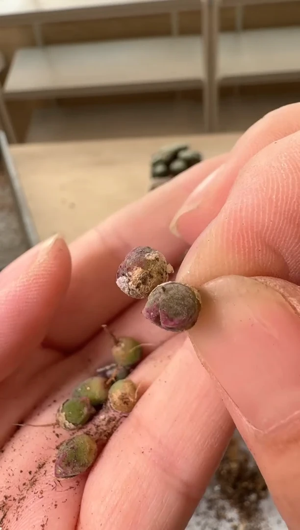 24-123多肉植物肉锥猪蹄一颗