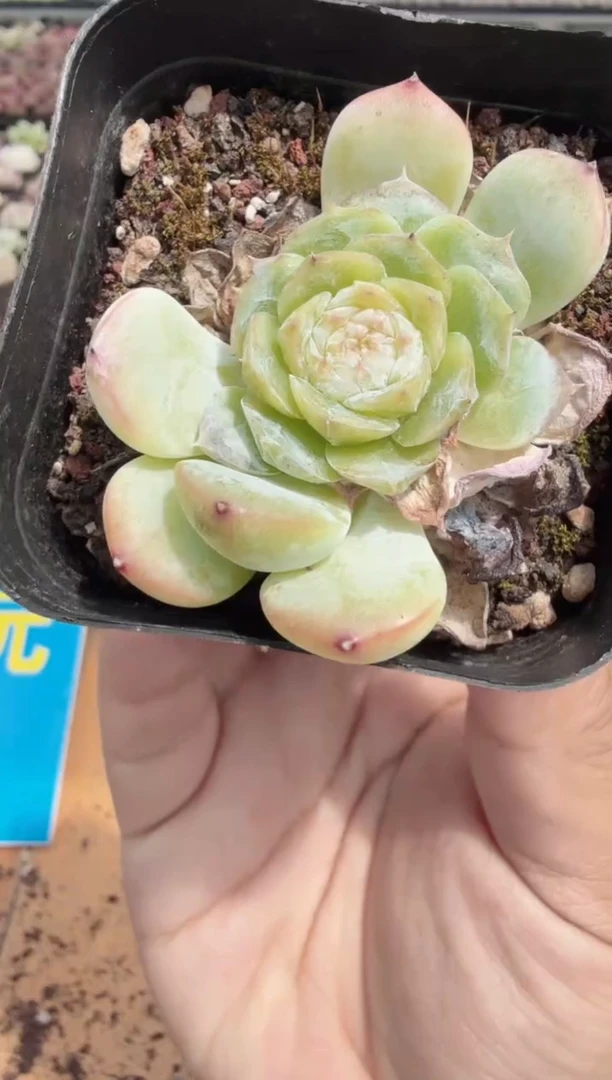 东云多肉园二店-277