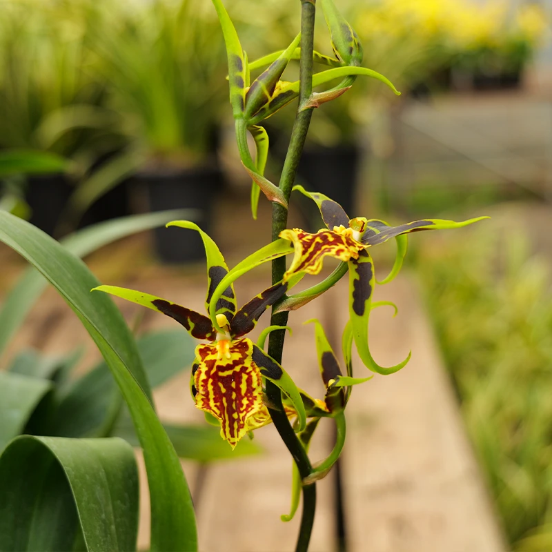 文心兰[蜘蛛]带花苞原盆原土发货盆栽好养活基地发货