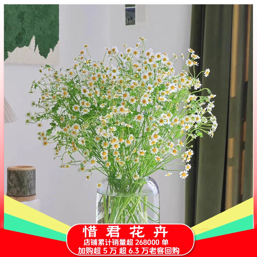 【小清新洋甘菊】云南鲜花基地家用鲜花直播间直播鲜切花两单送草
