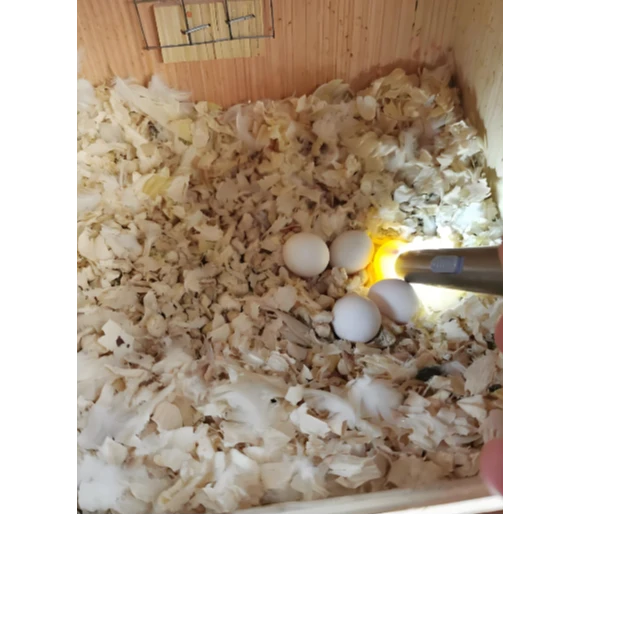 灰机人工孵化家庭养殖养鸟1