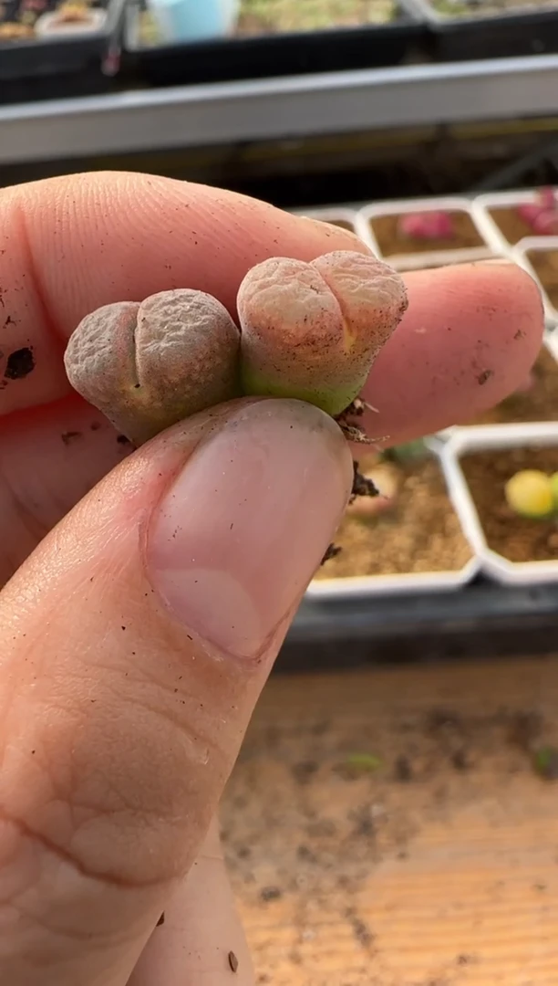 【闪购商品】20-284