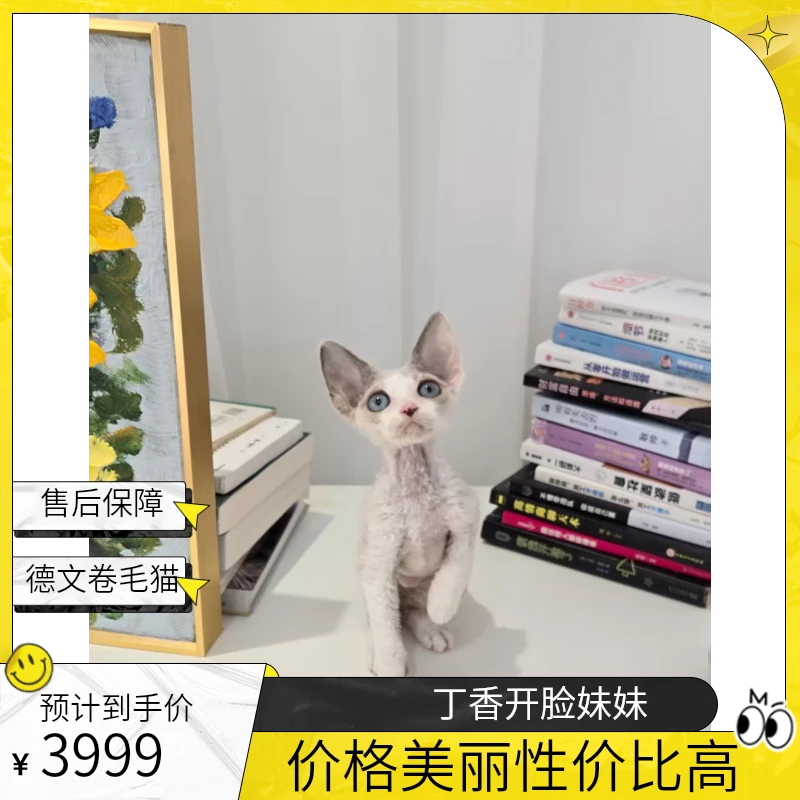 想养猫 丁香色开脸蓝眼眼妹妹德文卷毛猫