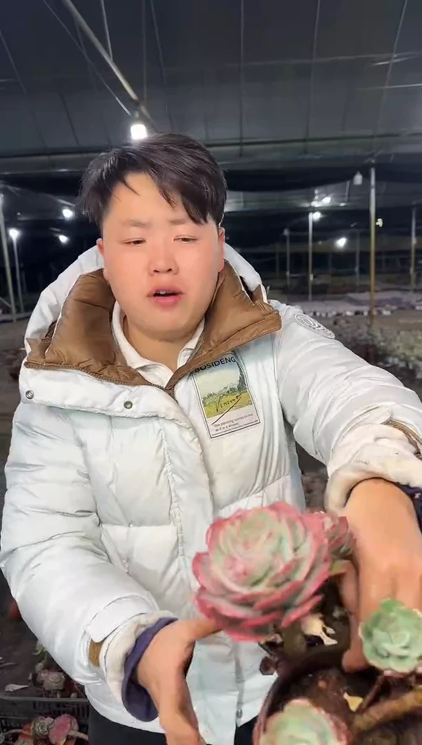 单头起克罗地亚玫瑰 3颗3.99