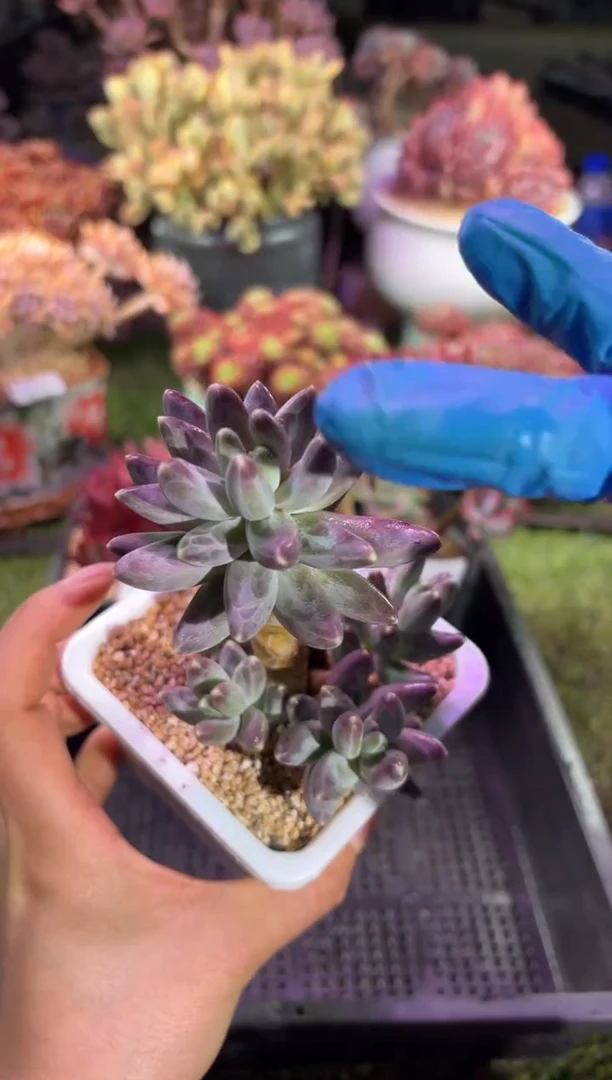 【闪购商品】06077