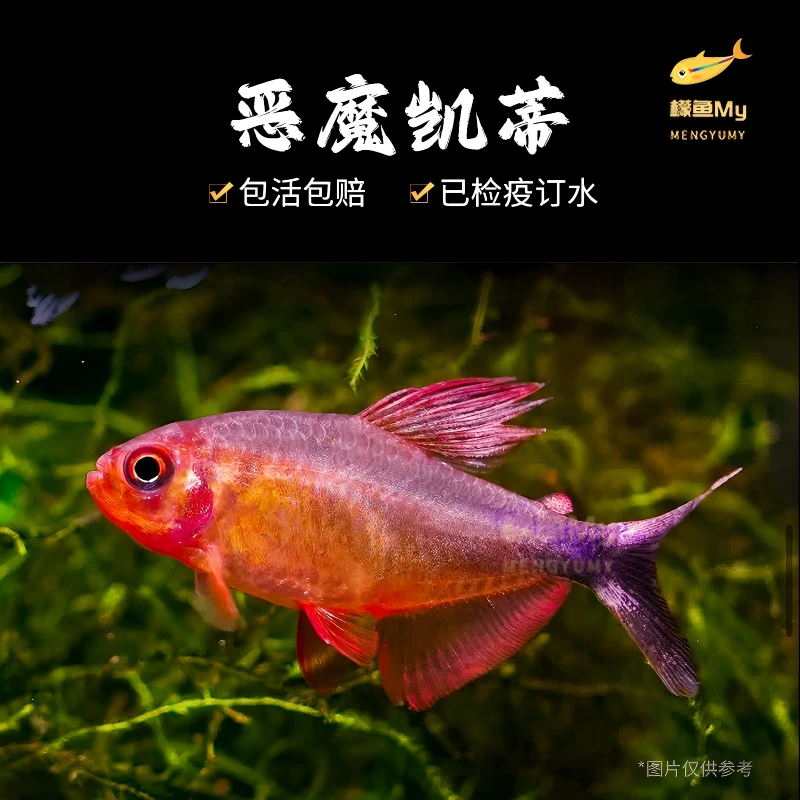 恶魔凯蒂灯科鱼热带鱼观赏鱼小型饲养发货小鱼观赏鱼混养鲜活