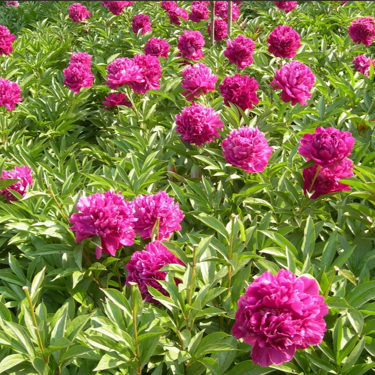 菏泽芍药基地现挖现卖3-9芽 秋季发货 花色随机 都是重瓣大朵
