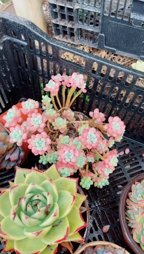 ?**?27161多肉植物一物一拍