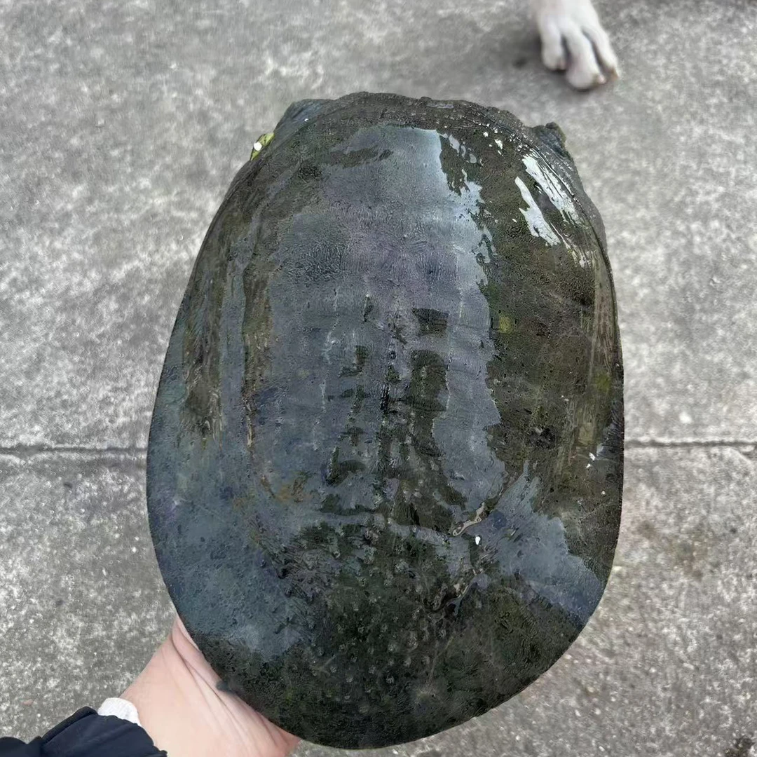 甲鱼直播间改价专链