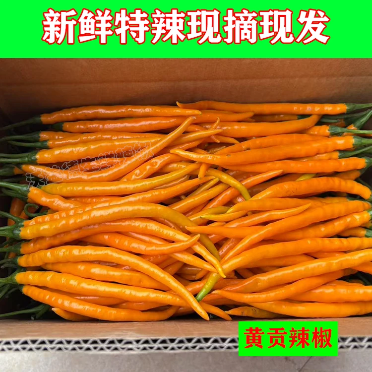 正宗湖南三樟黄贡椒现摘现发产地直供采进餐饮饭店批发