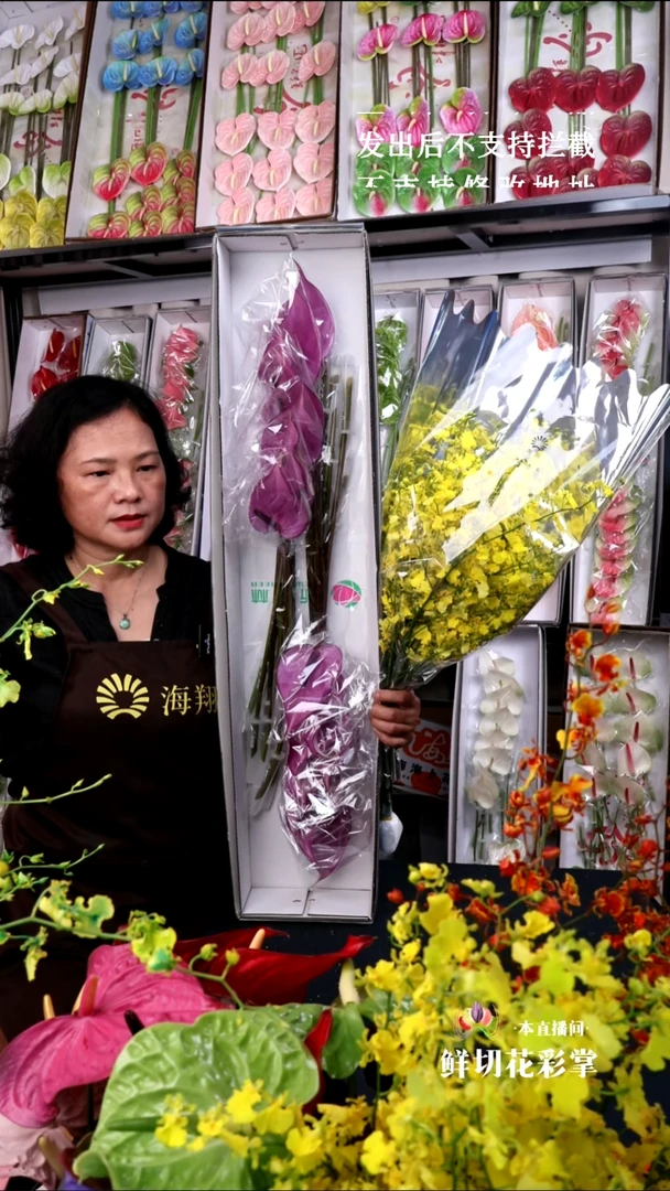 普利维亚小掌+B级跳舞兰1束，微瑕无售后