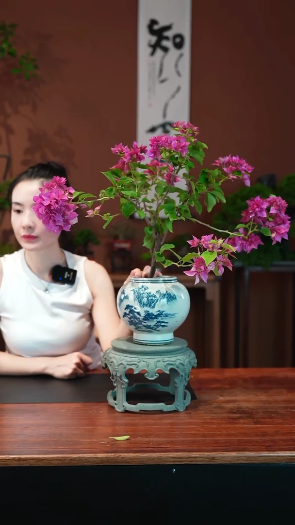 无花朵三角梅盆景盆景盆景