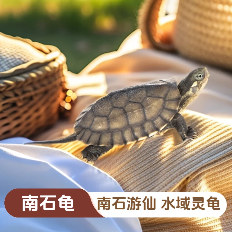 南石金钱龟 南石游仙水域灵龟