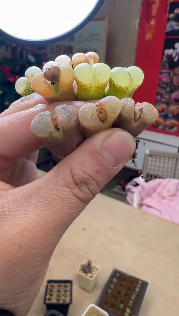 【闪购商品】19-64桃夭一颗