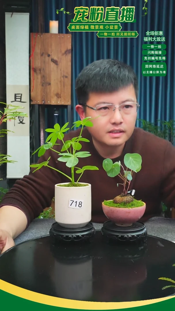 无花朵Q苔藓微景观718号