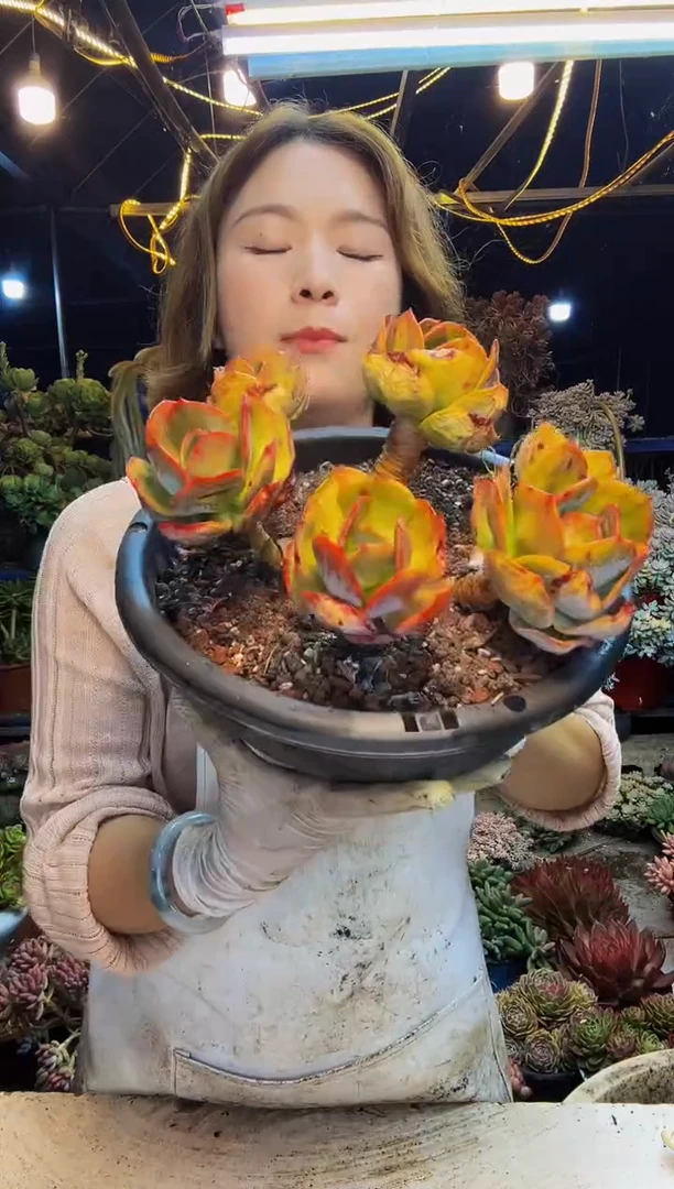 血凤一物一拍脱土包邮