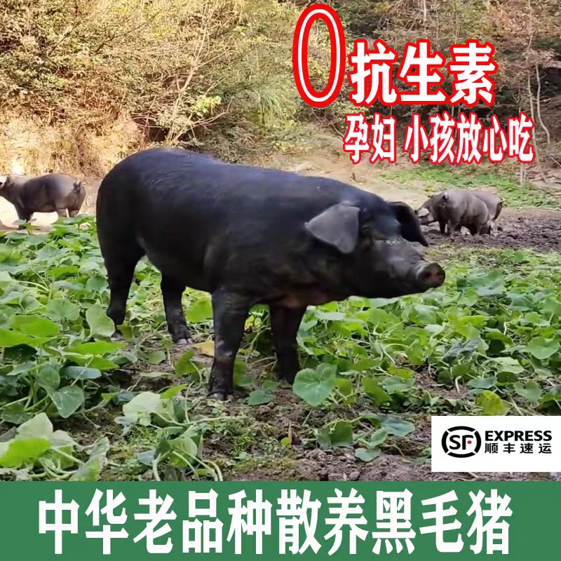 (林林)老品种黑毛猪改价链接
