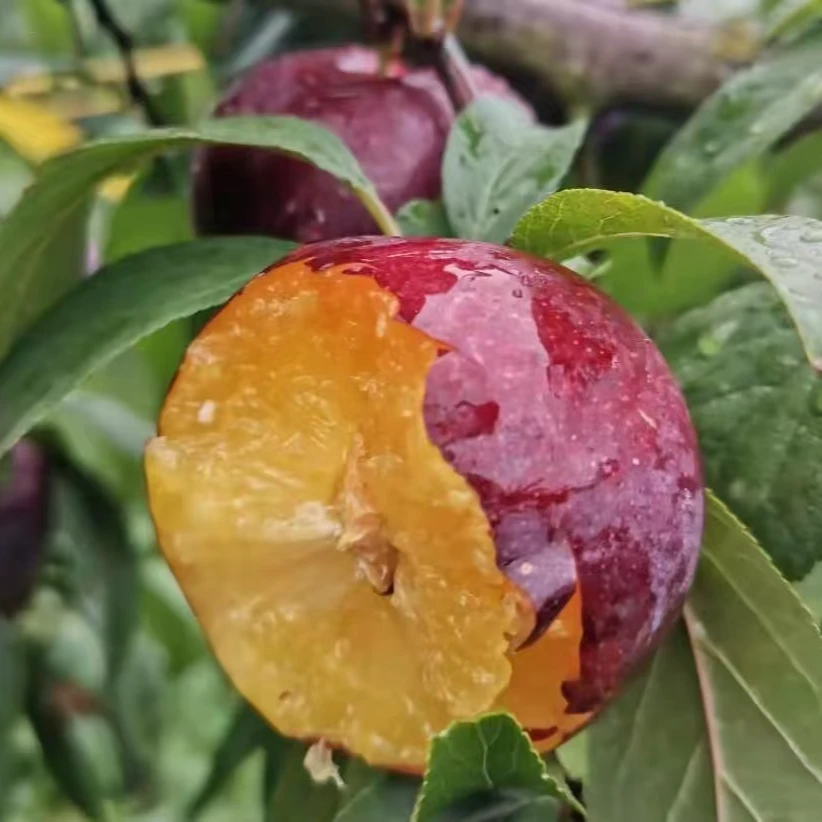 【田甜梦李】红宝石李子新鲜采摘当季李子水果包邮脆甜多汁