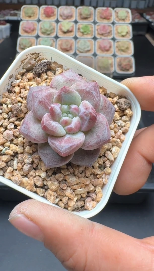 【闪购商品】339D物拍多肉带盆土6.5杯拍3颗包柚