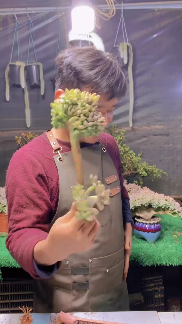 215淡雪缀化一物一拍