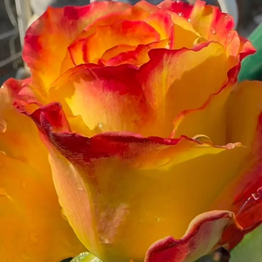 【安蒂大苗】四季灌木