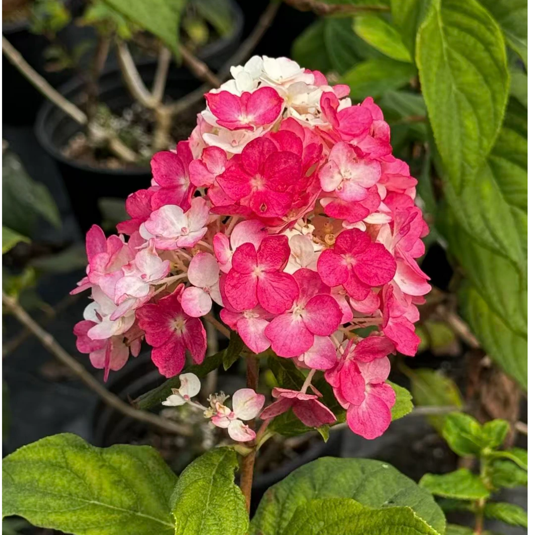 香草草莓圆锥绣球室内外耐热抗寒植物好养护