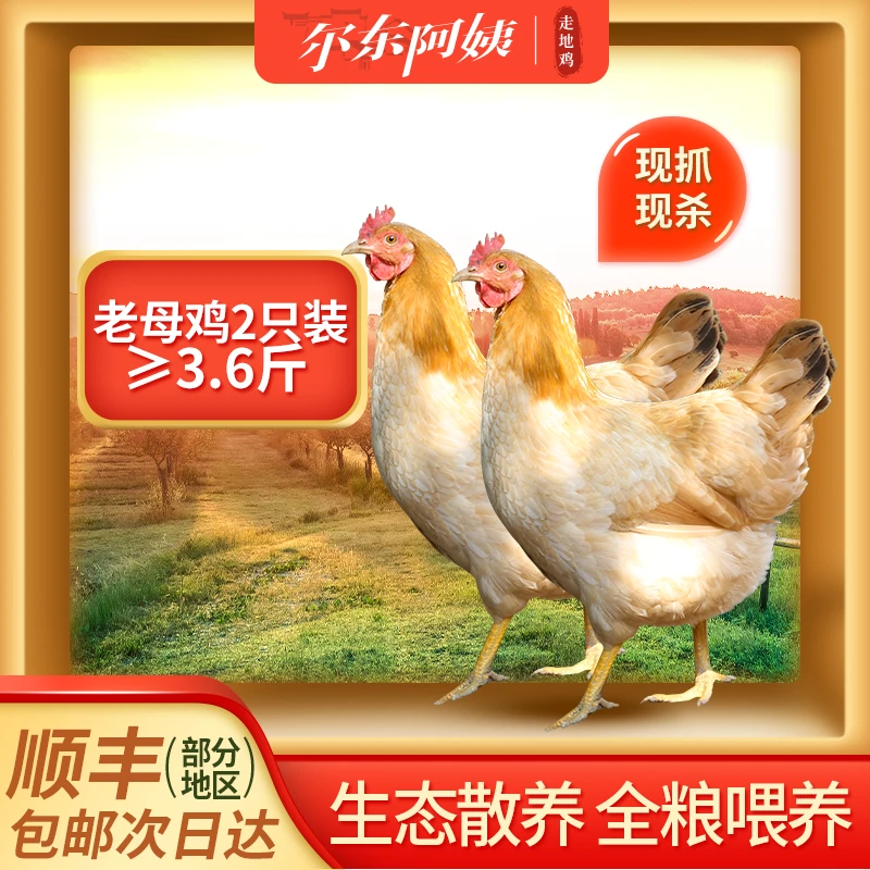 冬季喝汤滋补营养尔东阿姨皖南高山散养现抓老母鸡煲汤鲜美2只