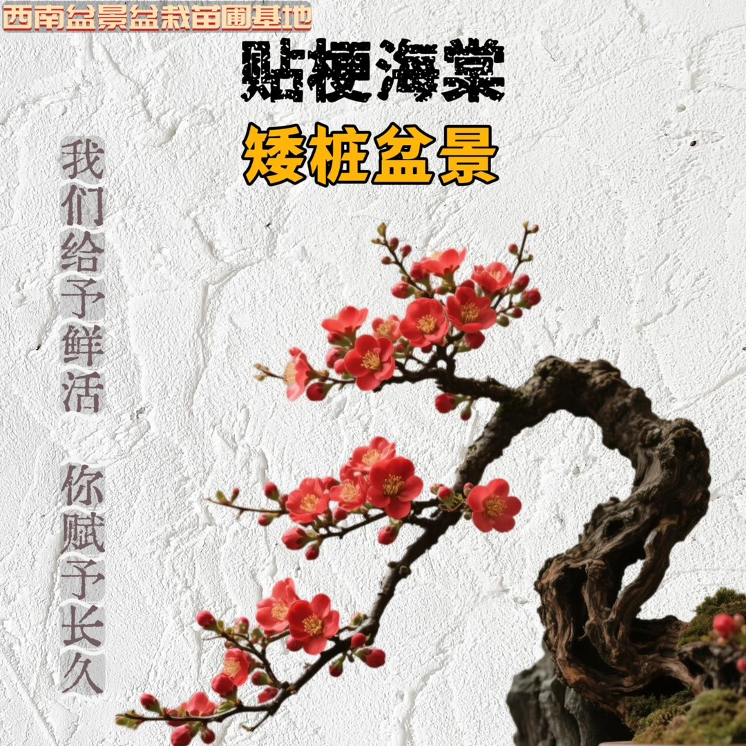 造型矮桩海棠，一物一拍。