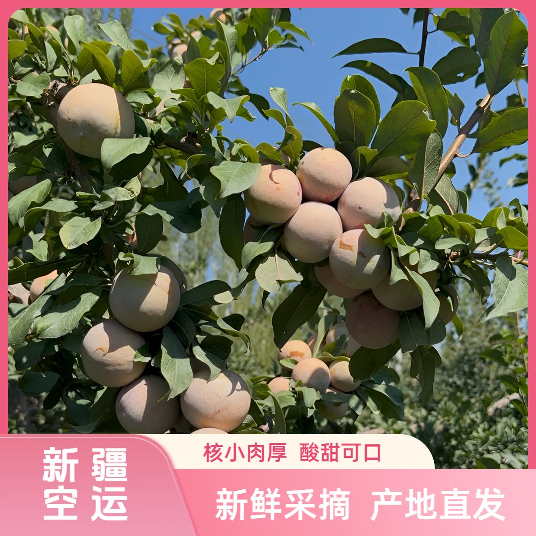 【新疆空运】新疆恐龙蛋李子阿克苏正宗杏李水果礼盒新鲜应季水果