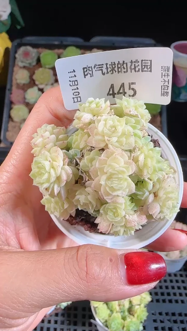 1110-445（群生不包整）